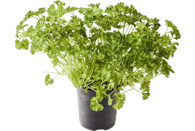 BIO Bladpeterselie doos 2st